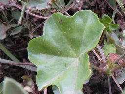 Pelargonium peltatum no zonal leaf markings